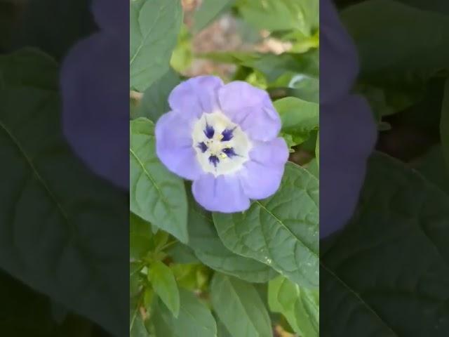Discover the hidden benefits of Nicandra physalodes! 