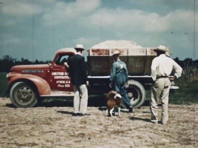 All Together - The Story of a Farm Family in Alabama - CharlieDeanArchives / Archival Footage