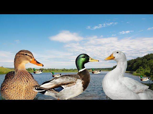 Patinhos na Lagoa - Som de Pato - Duck Sounds