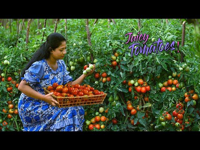 Juicy Tomato harvest! I made ghee rotis, crispy fish with red sauce & hot wraps too!| Traditional Me