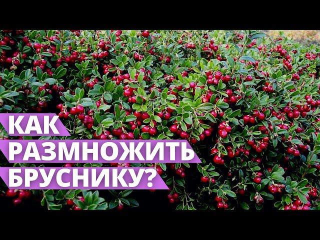 КРУПНЫЕ И СОЧНЫЕ ЯГОДЫ БРУСНИКИ | Посадка и размножение брусники