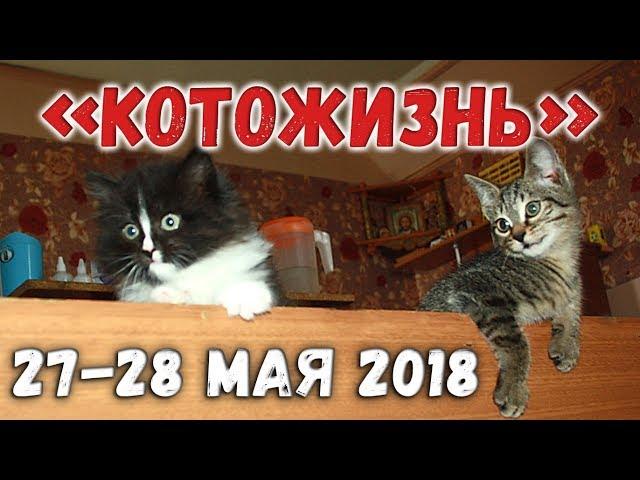 КОТОЖИЗНЬ!  27-28 мая 2018