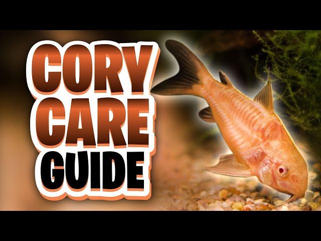 Corydoras Care Guide (Feeding, Water Parameters, Tank Setup, Tank Size, Tank Mates, Breeding)