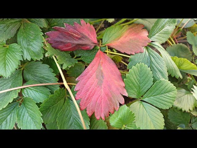 Why strawberry leaves turn red what to do and reasons