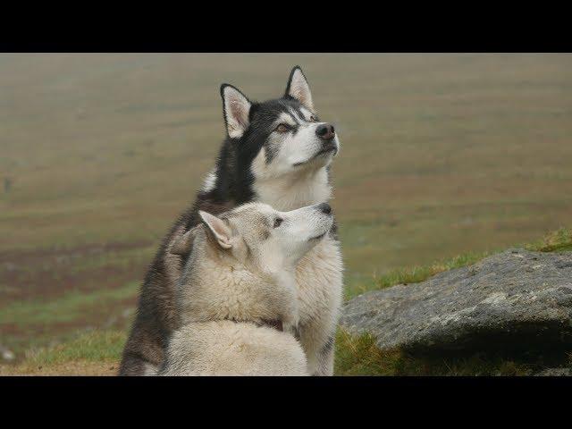 Sherpa Malamute not impressed by Nephew Nooks new toy