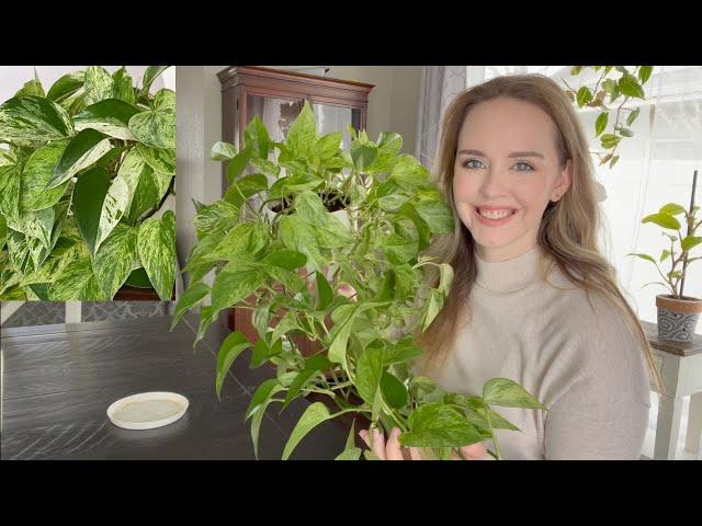 Marble Queen Pothos Care Tips