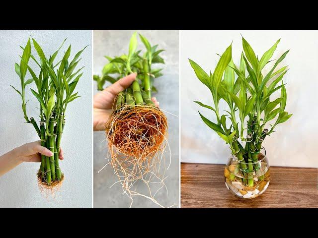 DIY aquatic plant pots from lucky bamboo best ideas for house plants