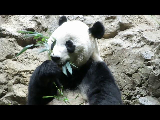 Bei Bei enjoying his bamboo