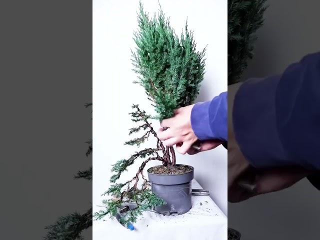 Impossible cheap plant to Bonsai transformation!