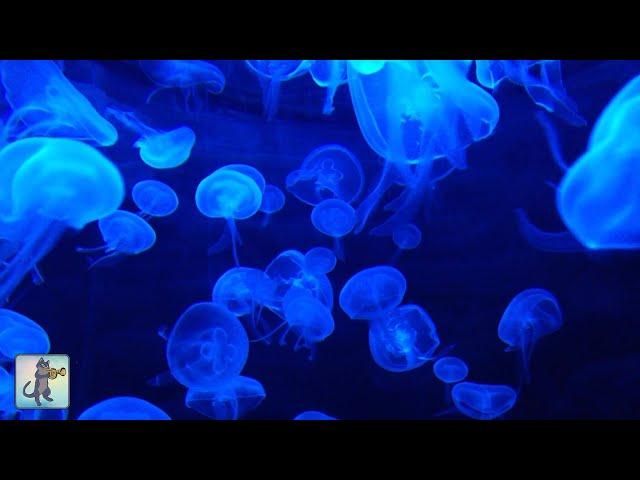 Jellyfish Aquarium ~ Relaxing Music for Sleep, Study, Meditation & Yoga • Screensaver • 3 HOURS