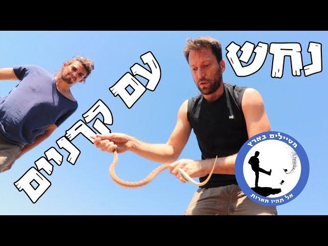 נחש עם קרניים - מומחים בארץ