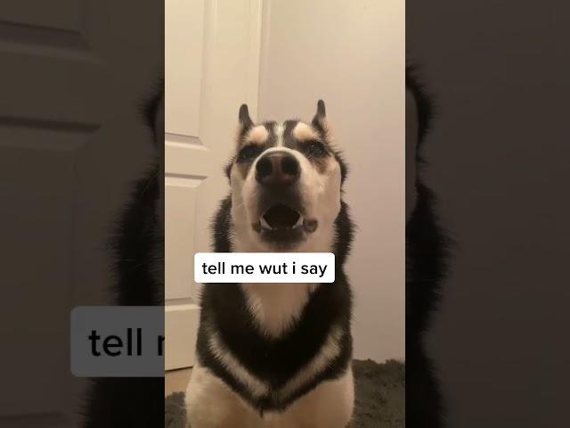 My HUSKY Said The F WORD!
