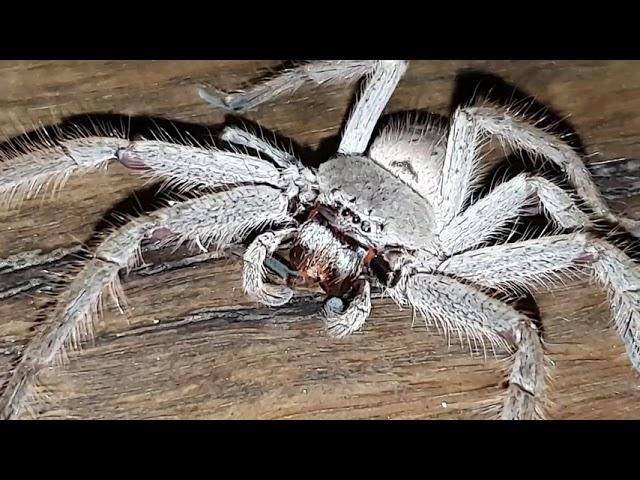 Huntsman Spider Australia pt. 2