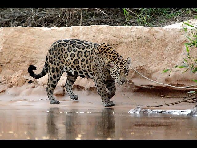 Travesías Fotográficas al Pantanal : En busca del Jaguar o Yaguarete