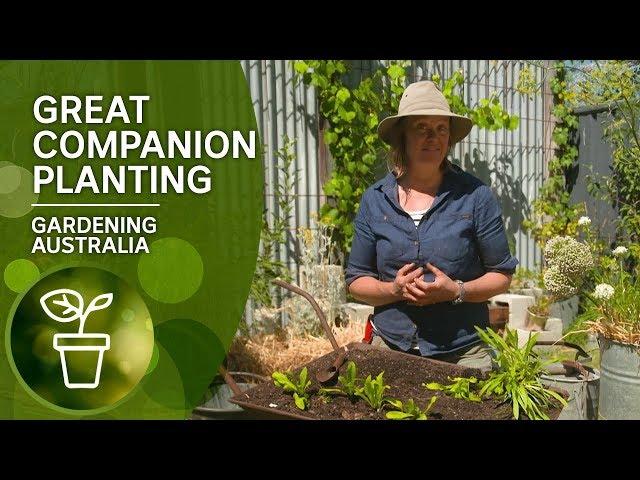 Great companion plants