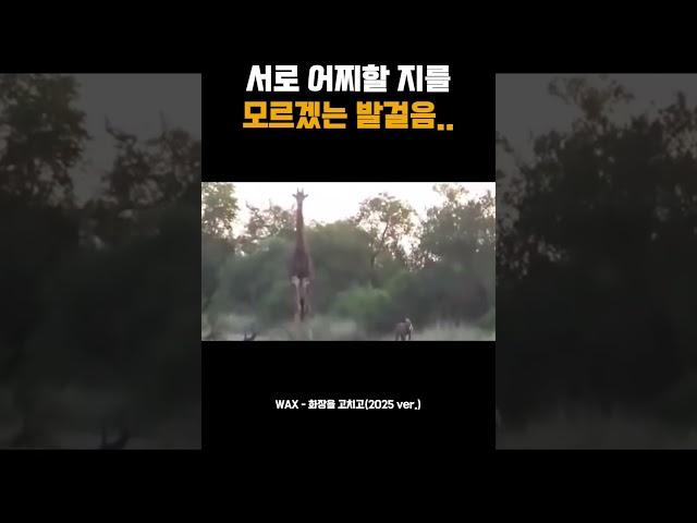 서로 어찌할 지를 모르겠는 발걸음