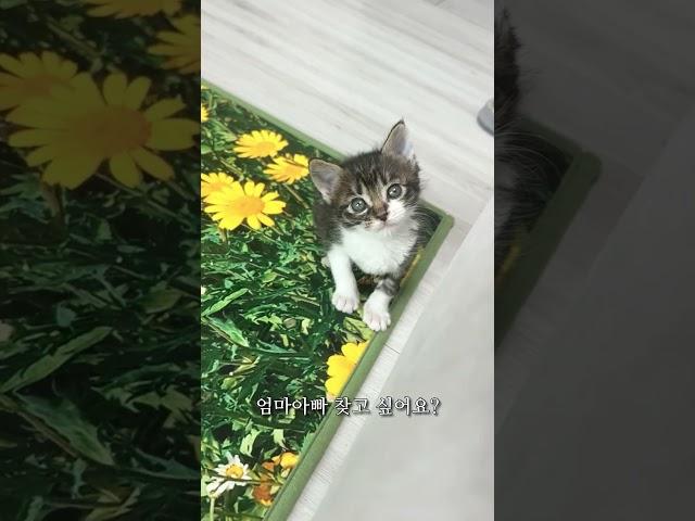대답신동 새끼고양이 대답냥 아기고양이가 개냥이 조짐이 보여요