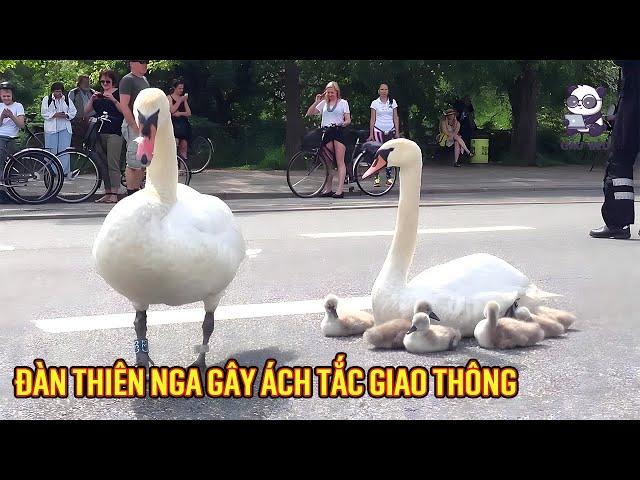 Gia đình thiên nga gây ách tắc giao thông và hành động của cảnh sát giao thông thật cảm động