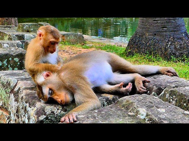 Good Boy..// Tiny Monkey LEO trying comfort and grooming Pregnant Monkey Libby until sleeping.