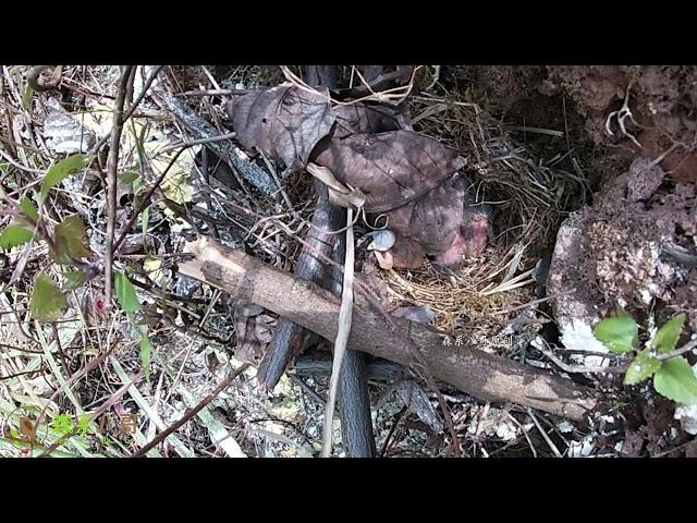 Ending: The cuckoo is at the outermost, caught by an owl杜鹃鸟寄生大结局：飞来一只猫头鹰，把杜鹃鸟抓走了