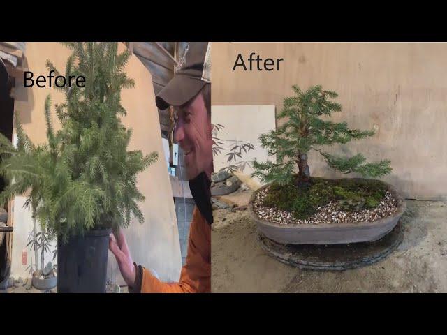 Black Hills Spruce Bonsai - Nursery Stock