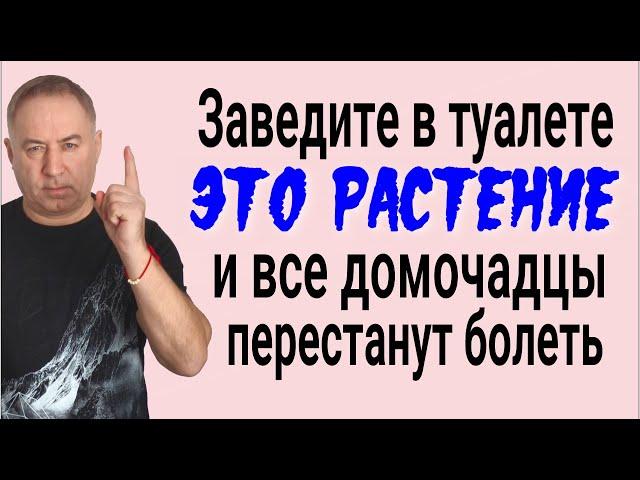 Заведите ЭТО РАСТЕНИЕ в туалете - из дома уйдёт порча, а вы перестанете болеть
