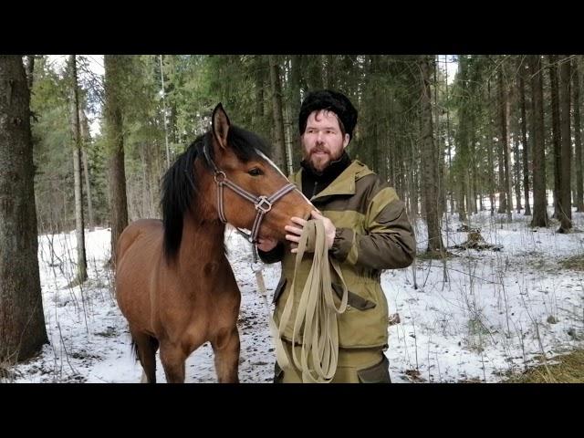 Все, что нужно знать о воспитания молодой лошади.