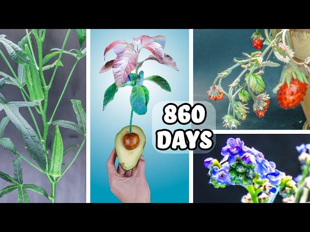 860 Days to 8 Mins of Growing Plants (Time Lapse Compilation)