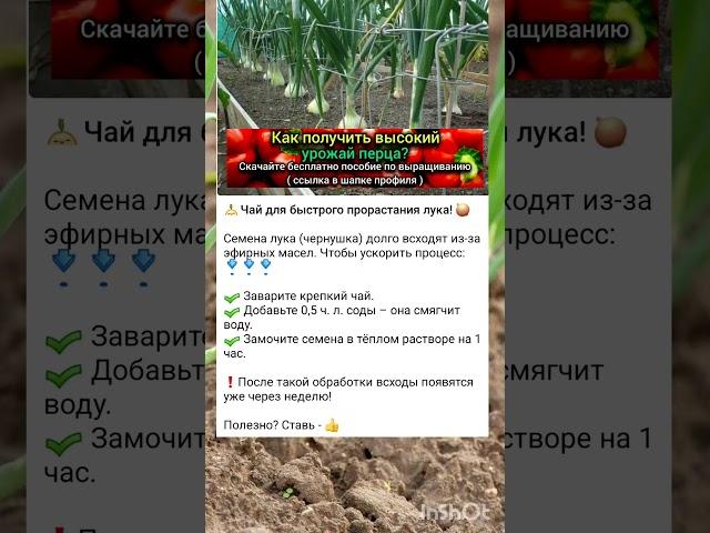 секреты выращивания репчатого лука