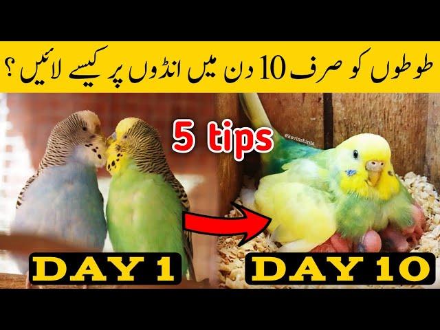 Austalian parrots breeding tips in urdu | Budgies Breeding progress | Breeding Tips for budgies