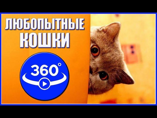 Curious cat. Video 360 degrees.