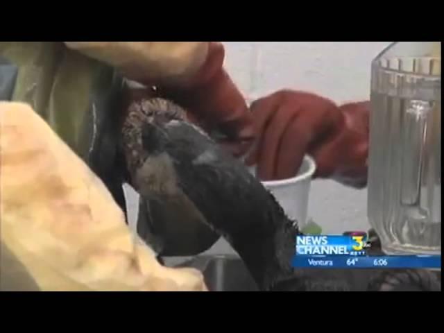 Oiled Birds Treated in San Pedro