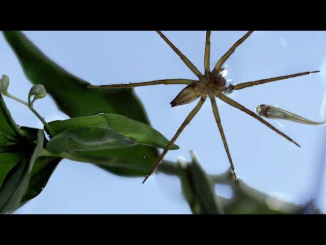 This Terrifying Spider Hunts Fish Underwater