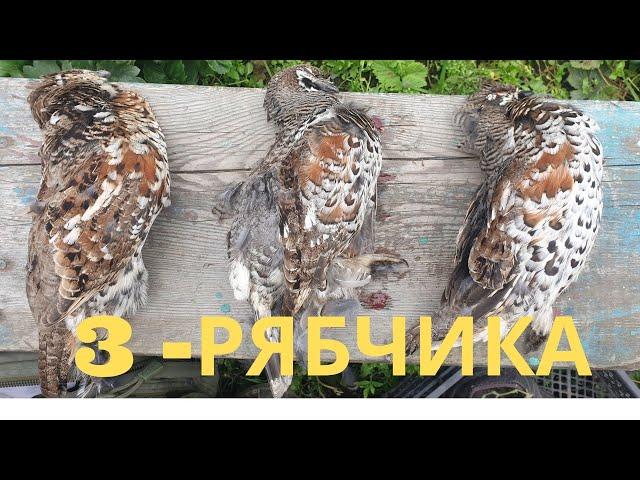 Охота на рябчика. Охота скрадом на рябчика. Как тихо и незаметно подойти к Рябчику. Пособие для асов