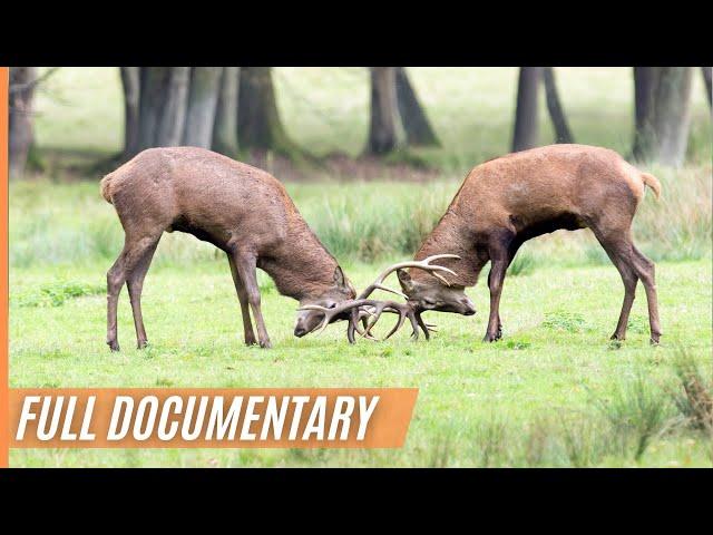 The Mystical Life of Deer and the Discovery of a White Deer | Full Episode