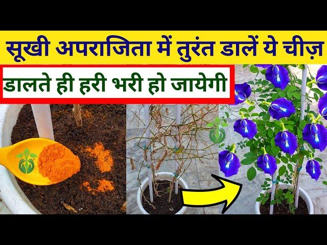 सूखी अपराजिता सैकड़ों फूलों से भर जायेगी.Aparajita plant care.Aparajita flower.Aprajita plant.