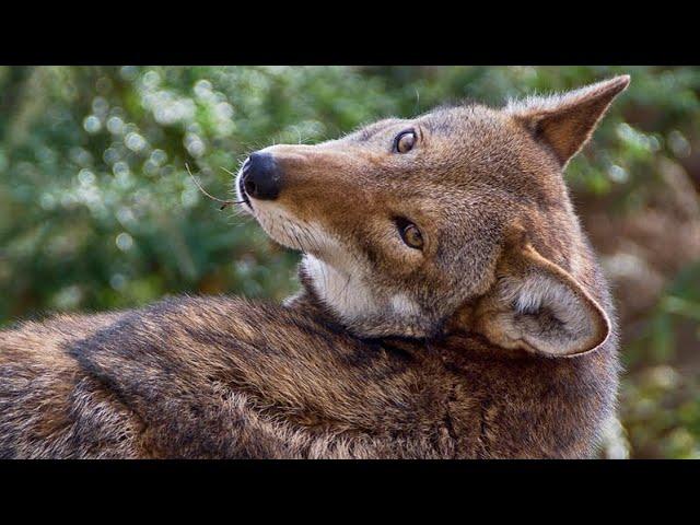 UNTAMED SCIENCE: Red Wolves