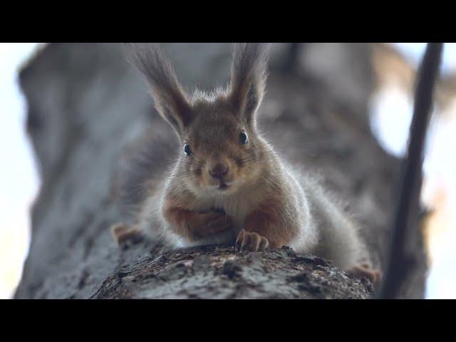 Короткая зарисовка с напуганной белкой / A short sketch with a scared squirrel