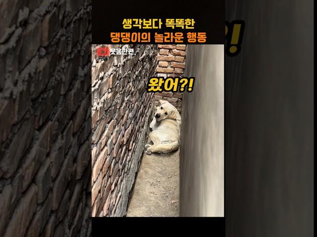 생각보다 똑똑한 댕댕이의 놀라운 행동