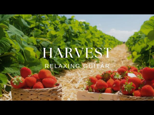 Peaceful Relaxing Guitar Music | Work Study Focus | Harvest Scenes