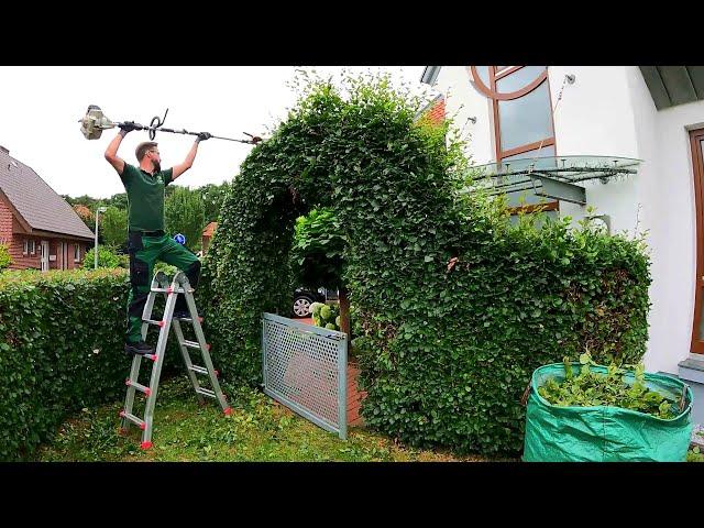 SUPER SATISFYING pruning of the Beech hedge in a SMALL YARD