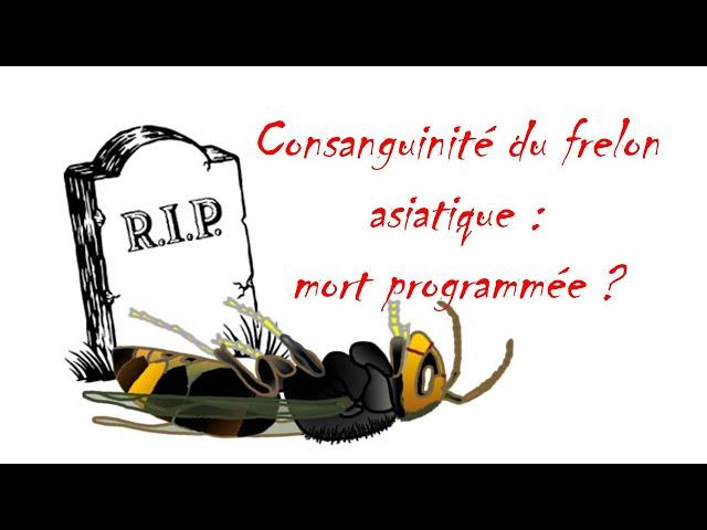 La mort programmée du frelon asiatique par consanguinité ?