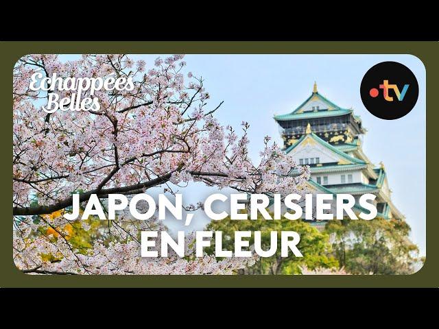 Le Japon des cerisiers en fleurs - Échappées belles