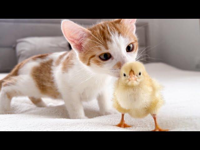 Funny Kittens Reaction to Tiny Chicken