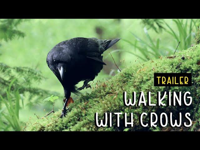 Walking With Crows - Trailer  Forest Walk