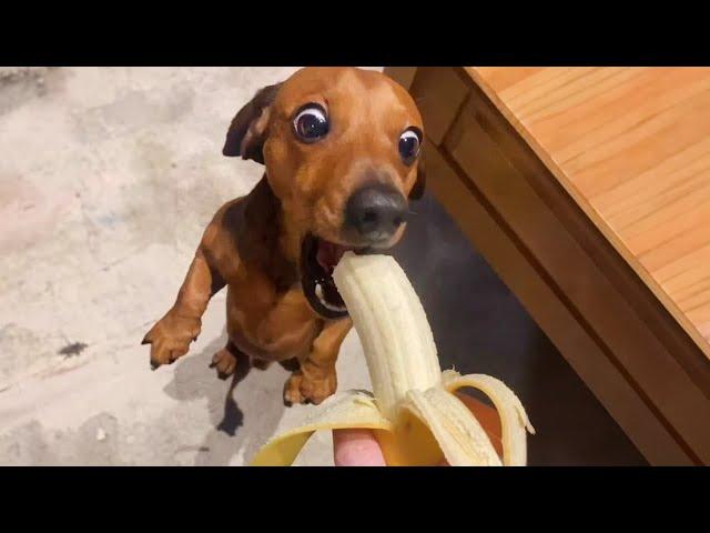 The funniest unexpected DOG MOMENTS on earth!  NEW Funny Dogs 2024