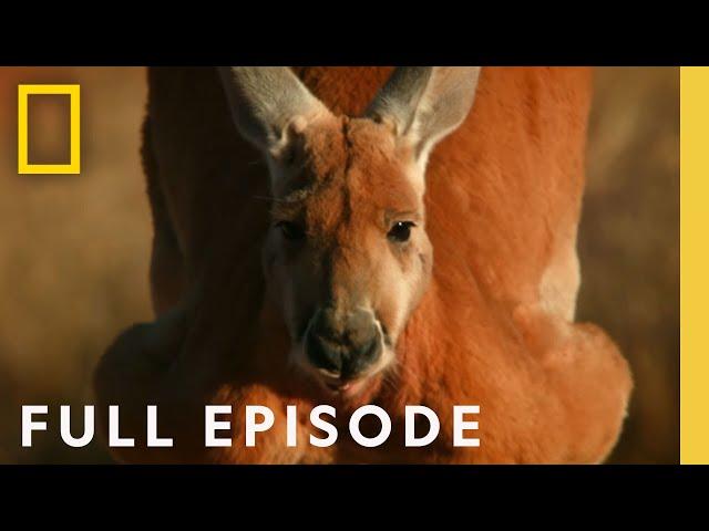 The Survival of the Kangaroo: Bushfire, Drought, and Heat Waves (Full Episode) | The Kangaroo King