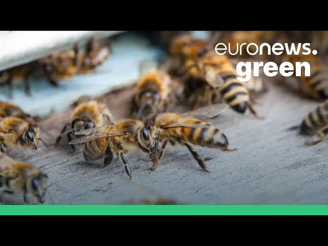 Ukrainians keep wild beekeeping tradition alive
