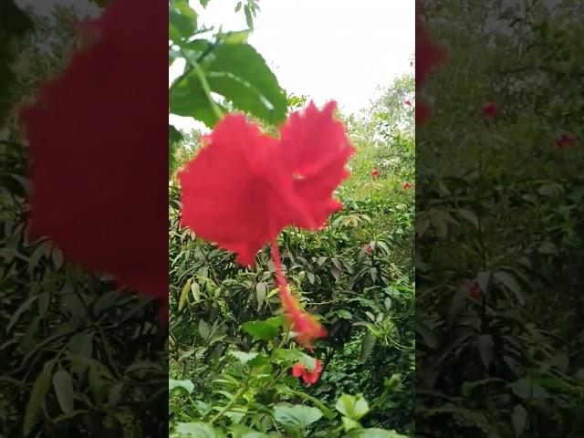 village vlog#nature #villagevlog #borhanvlog5