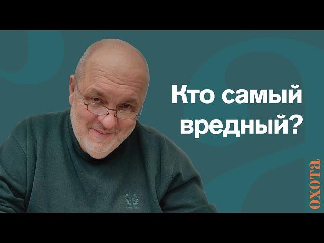 Самый вредный зверь. Валерий Кузенков о росомахе и медведе.